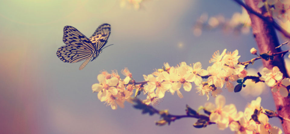 Butterfly Image